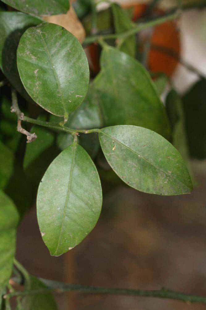              Shade leaves (Riverside, CA)       